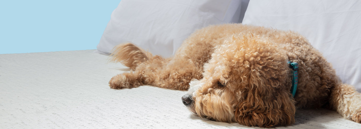 Living with Pets in Home: How to Keep Your Bedroom Clean, Comfortable and Hygienic